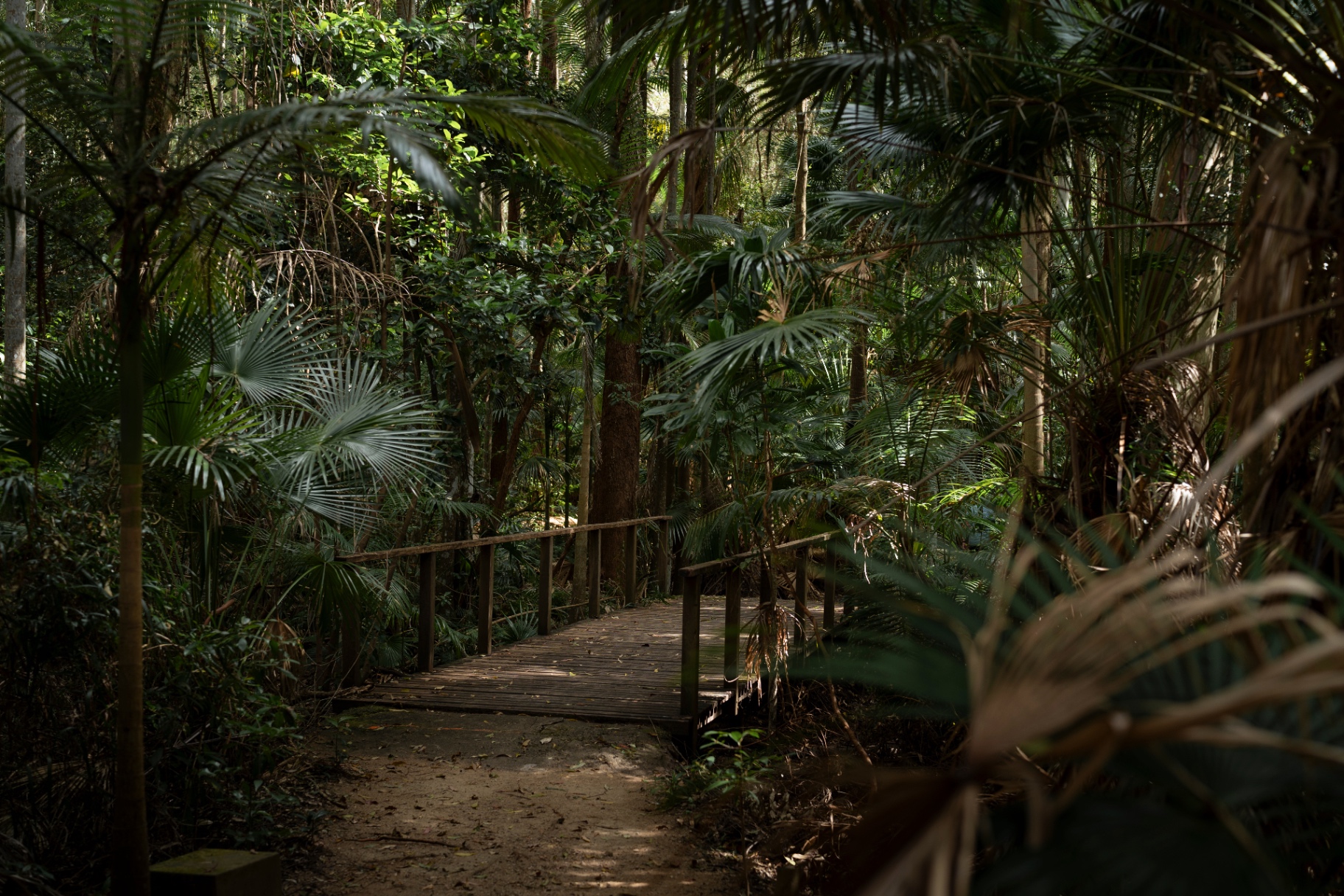 Boardwalk winding through the rainforest campus of Immanuel Lutheran College in Buderim