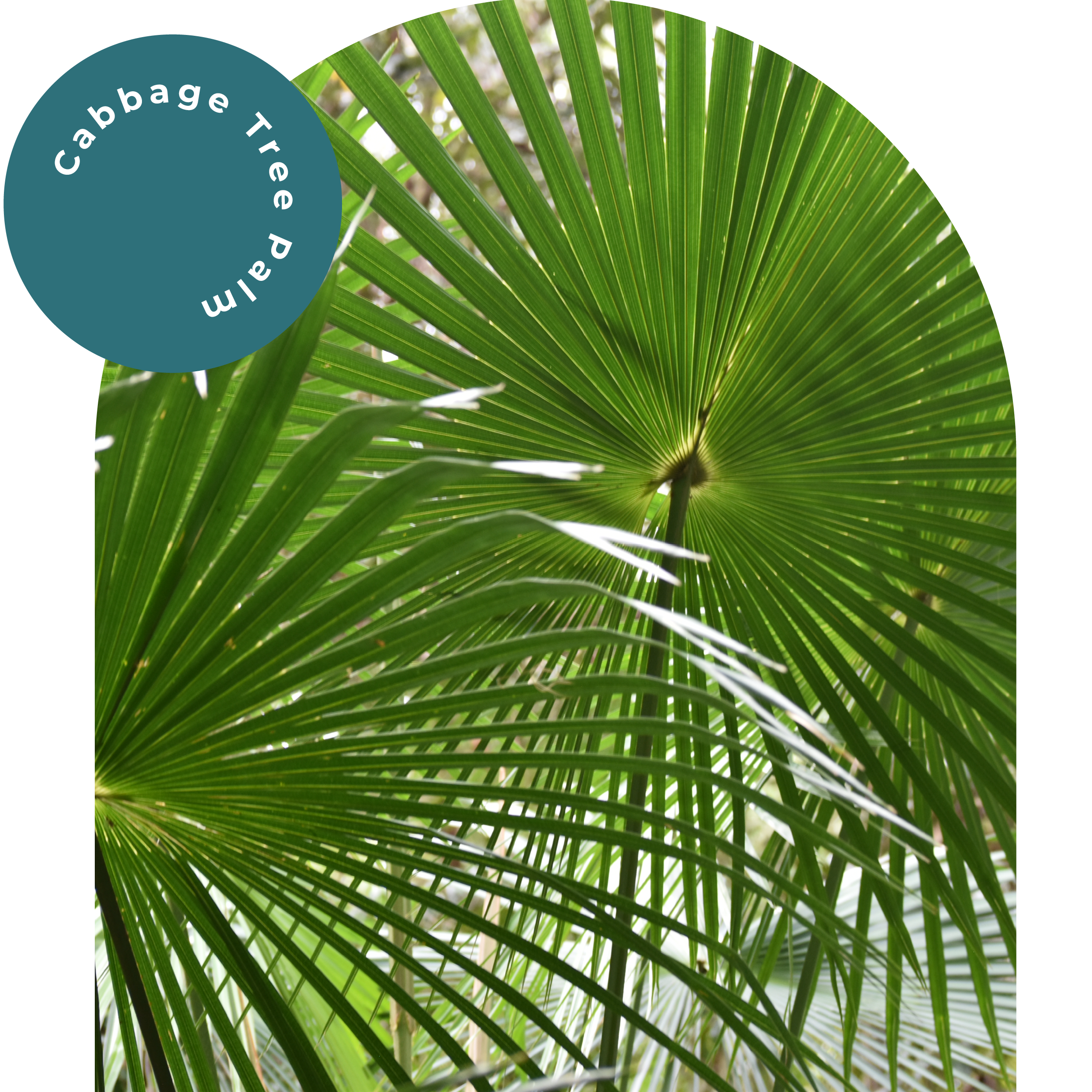 Cabbage Tree Palm_01