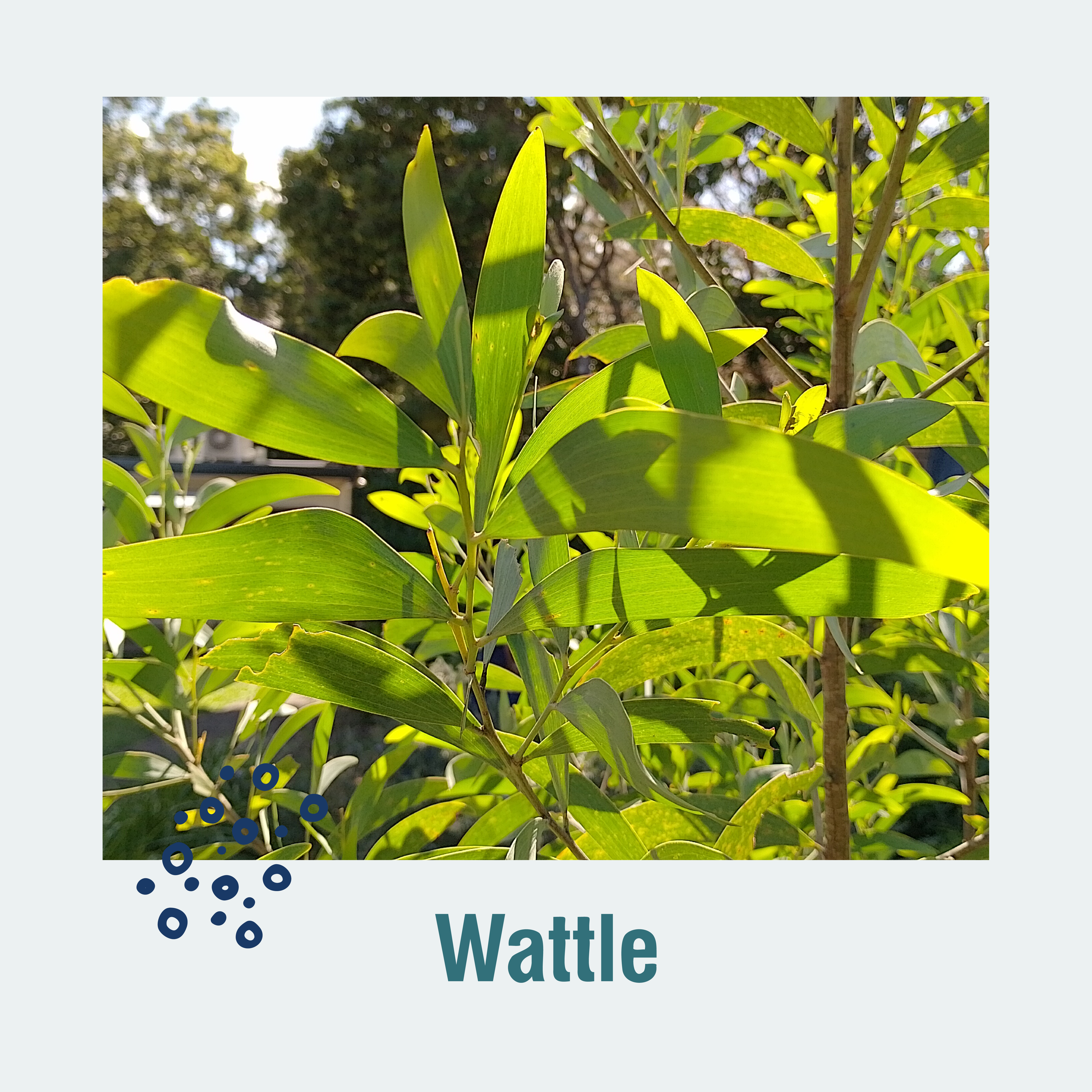 Native Cuisine Garden web images Wattle_01
